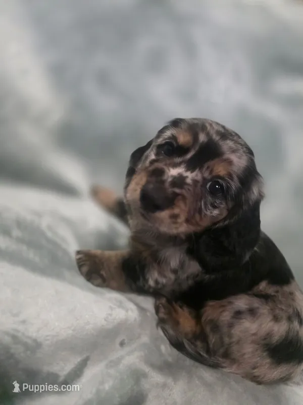 Gopher  – Miniature Dachshund puppy for sale in West Frankfort, IL