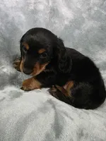 Piglet , a male Miniature Dachshund for sale in West Frankfort, IL – 5 of 10