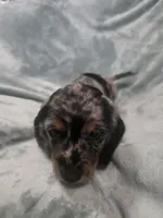 Gopher , a male Miniature Dachshund for sale in West Frankfort, IL – 4 of 10