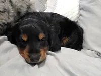 Piglet , a male Miniature Dachshund for sale in West Frankfort, IL – 2 of 10