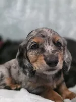 Eeyore, a male Miniature Dachshund for sale in West Frankfort, IL – 2 of 10