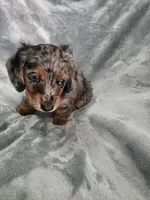 Eeyore, a male Miniature Dachshund for sale in West Frankfort, IL – 10 of 10