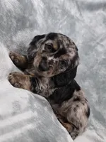 Gopher , a male Miniature Dachshund for sale in West Frankfort, IL – 2 of 10
