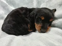 Piglet , a male Miniature Dachshund for sale in West Frankfort, IL – 4 of 10