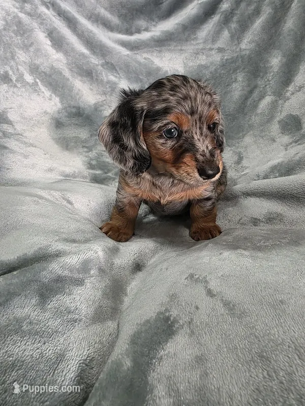 Eeyore – Miniature Dachshund puppy for sale in West Frankfort, IL