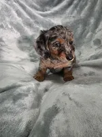 Eeyore, a male Miniature Dachshund for sale in West Frankfort, IL – 1 of 10