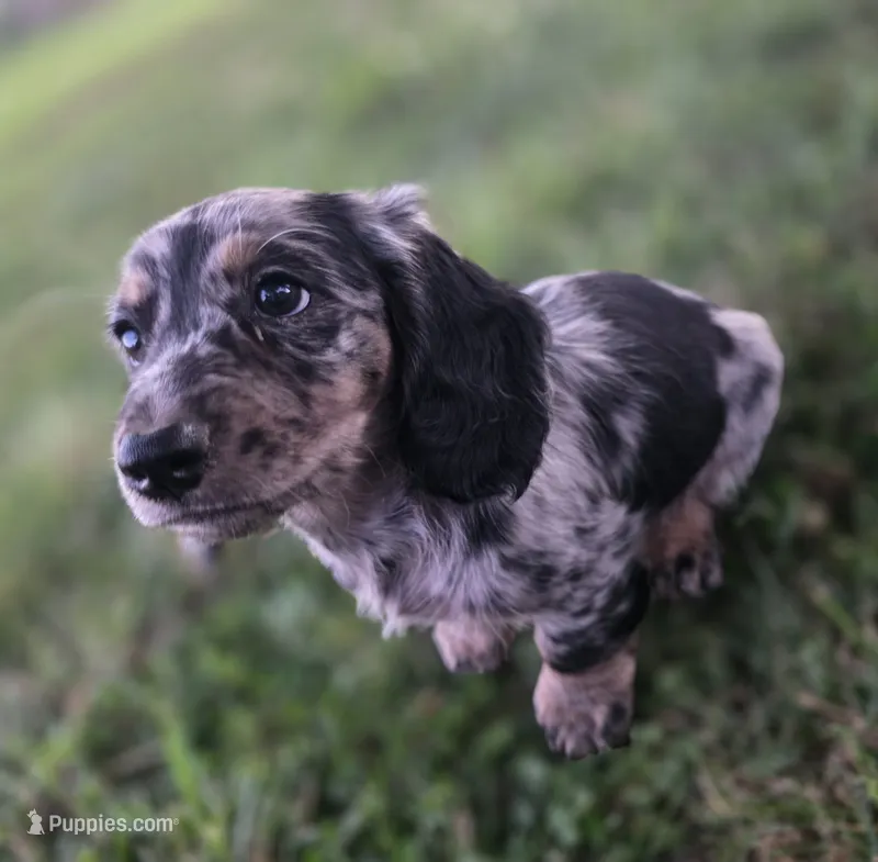 Gopher – Miniature Dachshund puppy for sale in West Frankfort, IL