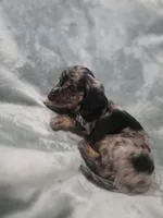 Gopher , a male Miniature Dachshund for sale in West Frankfort, IL – 3 of 10