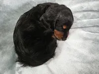 Piglet , a male Miniature Dachshund for sale in West Frankfort, IL – 9 of 10