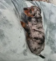 Eeyore, a male Miniature Dachshund for sale in West Frankfort, IL – 5 of 10