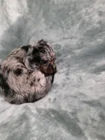 Eeyore, a male Miniature Dachshund for sale in West Frankfort, IL – 8 of 10