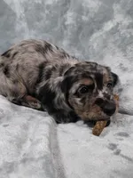 Gopher , a male Miniature Dachshund for sale in West Frankfort, IL – 10 of 10