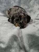 Gopher , a male Miniature Dachshund for sale in West Frankfort, IL – 8 of 10