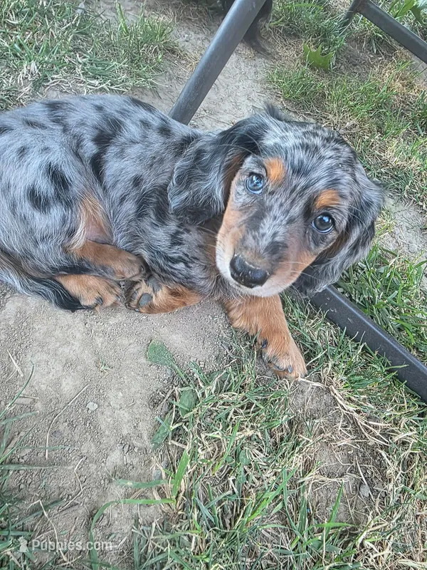 Eeyore – Miniature Dachshund puppy for sale in West Frankfort, IL