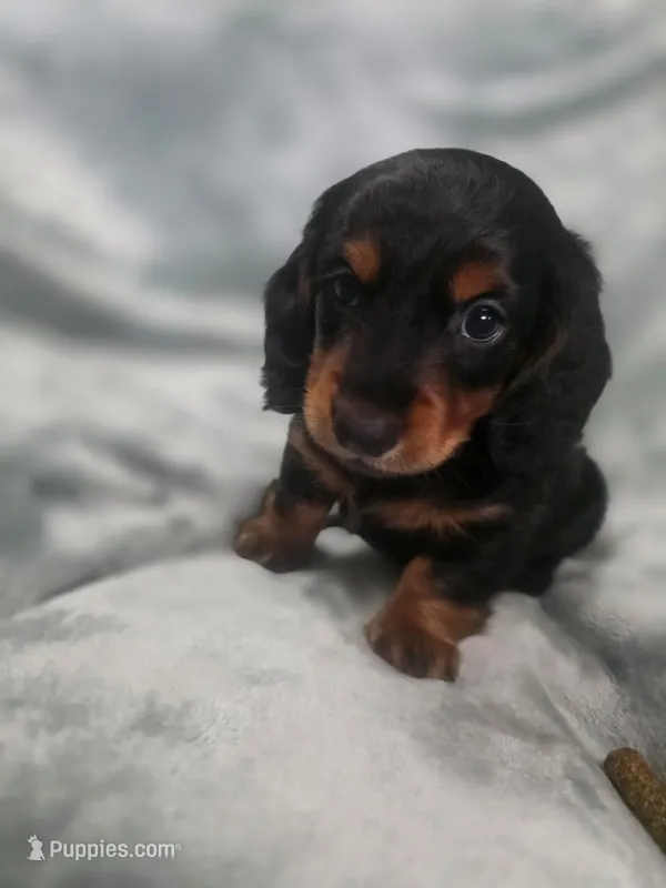 Piglet  – Miniature Dachshund puppy for sale in West Frankfort, IL