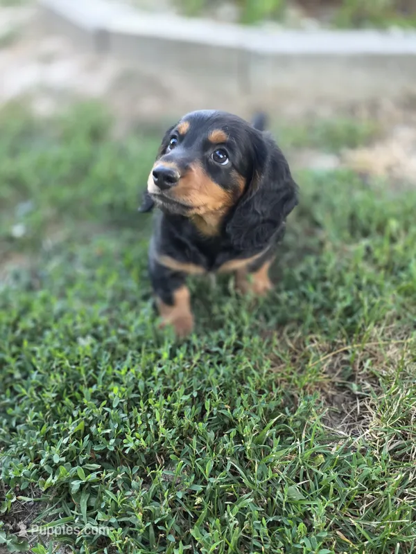 Piglet – Miniature Dachshund puppy for sale in West Frankfort, IL