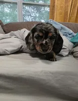 Gopher , a male Miniature Dachshund for sale in West Frankfort, IL – 5 of 10