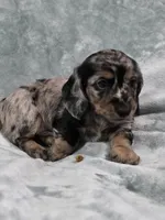 Gopher , a male Miniature Dachshund for sale in West Frankfort, IL – 7 of 10