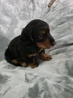 Piglet , a male Miniature Dachshund for sale in West Frankfort, IL – 8 of 10