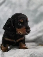 Piglet , a male Miniature Dachshund for sale in West Frankfort, IL – 6 of 10