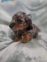 Eeyore, a male Miniature Dachshund for sale in West Frankfort, IL – 7 of 10
