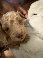 Milo, a male Poodle - Miniature  for sale in Conyers, GA – 7 of 9