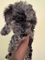 Starla , a female Poodle - Miniature  for sale in Conyers, GA – 2 of 5