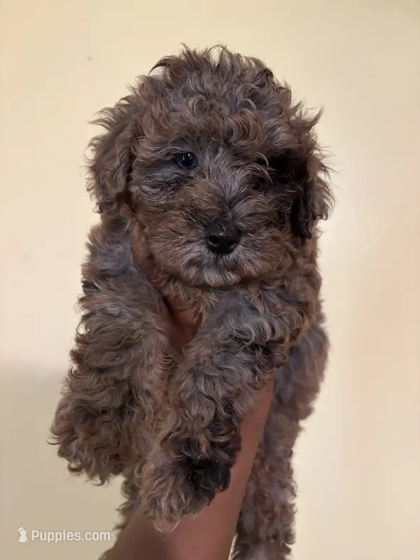 Rocky – Poodle - Miniature  puppy for sale in Conyers, GA