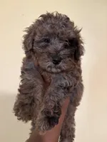 Rocky, a male Poodle - Miniature  for sale in Conyers, GA – 1 of 5