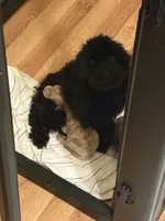 Milo, a male Poodle - Miniature  for sale in Conyers, GA – 8 of 9