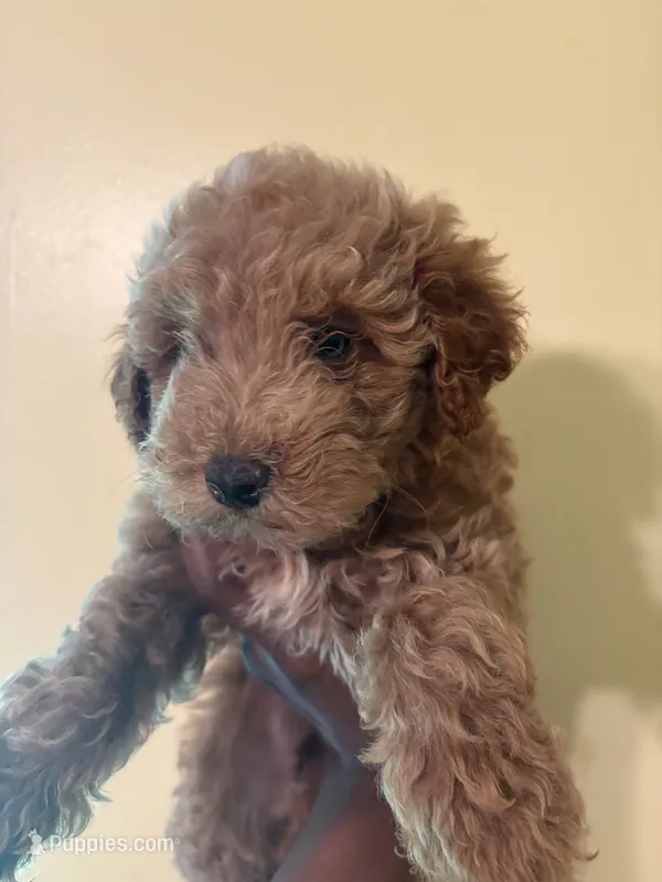 Apollo – Poodle - Miniature  puppy for sale in Conyers, GA