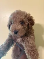 Apollo, a male Poodle - Miniature  for sale in Conyers, GA – 1 of 5