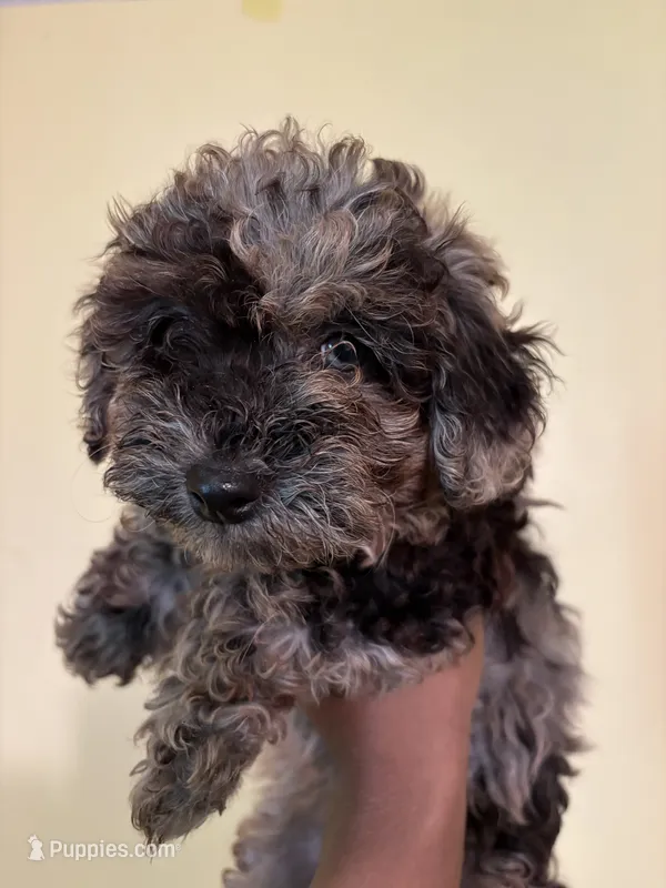 Starla  – Poodle - Miniature  puppy for sale in Conyers, GA