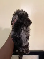 Starla , a female Poodle - Miniature  for sale in Conyers, GA – 4 of 5
