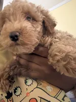 Apollo, a male Poodle - Miniature  for sale in Conyers, GA – 3 of 5
