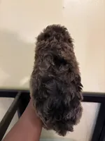 Rocky, a male Poodle - Miniature  for sale in Conyers, GA – 5 of 5
