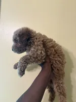 Apollo, a male Poodle - Miniature  for sale in Conyers, GA – 5 of 5
