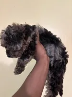 Starla , a female Poodle - Miniature  for sale in Conyers, GA – 5 of 5