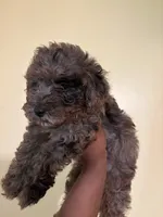Rocky, a male Poodle - Miniature  for sale in Conyers, GA – 3 of 5