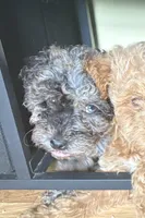 Starla , a female Poodle - Miniature  for sale in Conyers, GA – 3 of 5