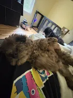 Rocky, a male Poodle - Miniature  for sale in Conyers, GA – 4 of 5