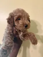 Apollo, a male Poodle - Miniature  for sale in Conyers, GA – 2 of 5