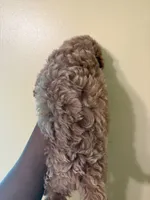 Apollo, a male Poodle - Miniature  for sale in Conyers, GA – 4 of 5