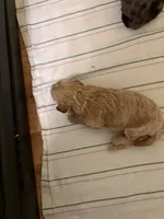 Milo, a male Poodle - Miniature  for sale in Conyers, GA – 9 of 9