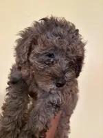 Rocky, a male Poodle - Miniature  for sale in Conyers, GA – 2 of 5