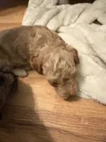 Milo, a male Poodle - Miniature  for sale in Conyers, GA – 6 of 9