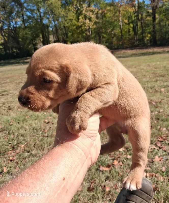 Foxfire Girl – Labrador Retriever puppy for sale in Castalian Springs, TN