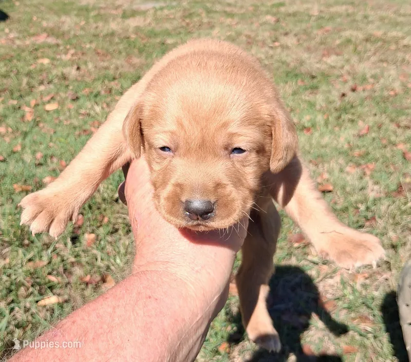 Foxfire Girl – Labrador Retriever puppy for sale in Castalian Springs, TN