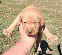 Foxfire Girl, a female Labrador Retriever for sale in Castalian Springs, TN – 1 of 2