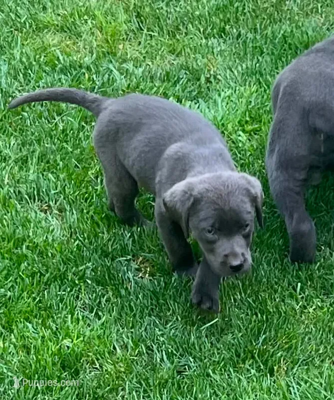 Charcoal Male – Labrador Retriever puppy for sale in Castalian Springs, TN